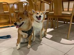 -柴务处·柴犬主题狗咖