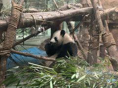 -成都动物园
