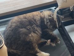 -平行世界·猫咖(首经贸店)