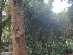-中国科学院西双版纳热带植物园