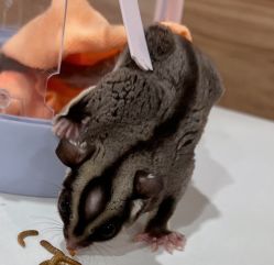 -Moni星球萌宠·小马宝莉·灵蛇·高端高阶全萌宠互动体验俱乐部(红豆国际广场店)
