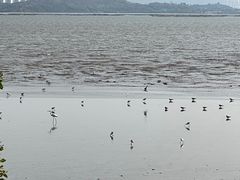 -深圳湾公园(南山区)