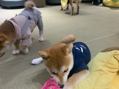 -逗柴咖啡屋·狗咖猫咖宠物桌游