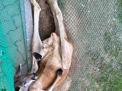 -西霞口神雕山野生动物世界