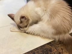 -猫色咖啡·猫咖