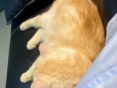 -艾贝尔宠物诊疗