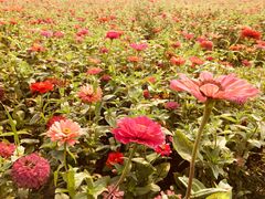 -皇粮浜湿地公园