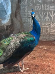 -Zoolung Zoolung动物主题公园(海信广场店)