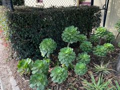 -墨尔本皇家植物园