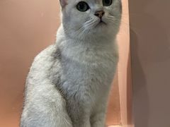 -猫儿山۰猫主题餐厅