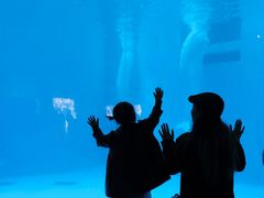 -海合安成都极地海洋公园