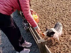 -前小桔亲子创意农场·草莓采摘·露营烧烤