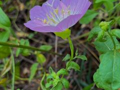 -洋湖国家湿地公园