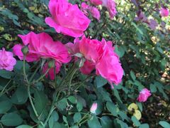 -上海鲜花港