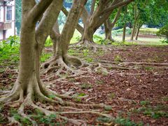 -南宁良凤江国家森林公园