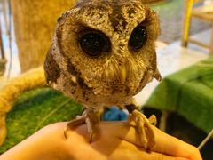 -清迈夜间动物园