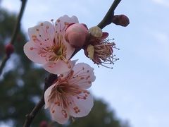 -无锡梅园公园