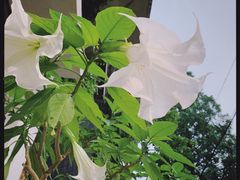 -梵几(东信·和创园店)