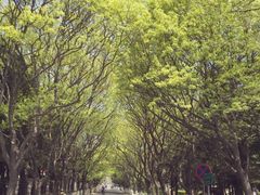 八大关景区-八大关景区