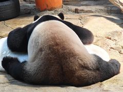 -广州长隆野生动物世界