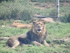 -西霞口神雕山野生动物世界