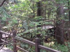 -五营红松林海景区