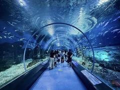 -海合安武汉极地海洋公园
