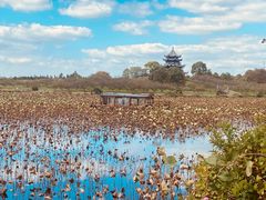 -上海海湾国家森林公园