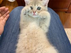 -东方名猫馆·英短金渐层布偶猫舍(环线广场1号楼店)