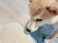 -南京Hallo宠物乐园·哈罗犬舍·柴犬繁育基地