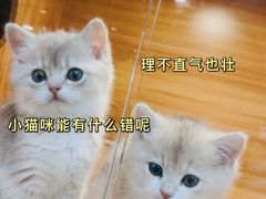 -猫十亿·布偶金渐层·曼基康矮脚猫舍(青年路店)