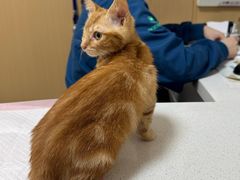 -瑞派康怡24h宠物医院·犬猫医疗中心·微创绝育(瑞景分院)