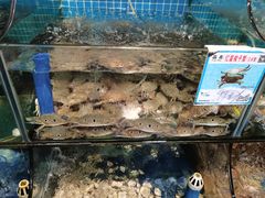 水产区-范饭椰林川湘味海鲜·椰子鸡(三亚湾椰梦长廊店)