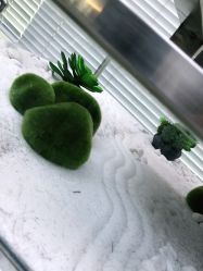 -木北造型