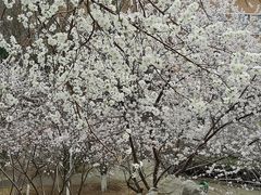-桃花堤公园