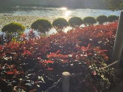 -荔湾湖公园
