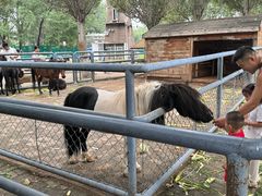 -长白岛森林公园