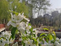 -海棠花溪(元大都城垣遗址公园)
