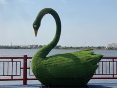 -鹅湖玫瑰文化园