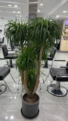 点击看大图 -Coo Hair salon