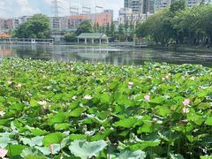 -荔湾湖公园