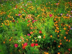 -永定河休闲森林公园