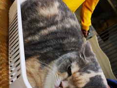 -藦茜花园宠物主题亲子互动体验馆(国顺东路店)