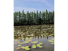 -上海长兴岛郊野公园