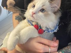 -lincat·猫舍(广州店)