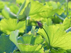 -梁鸿国家湿地公园