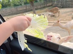 -常州淹城野生动物世界