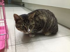 -爱侣宠医·鹦鹉专科·小型哺乳类·异宠专科(灵石路店)