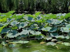 -团结湖公园