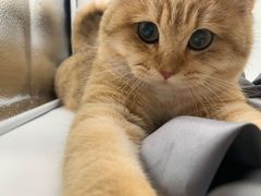 -momokira米努特·德文卷毛猫·棉花面纱犬